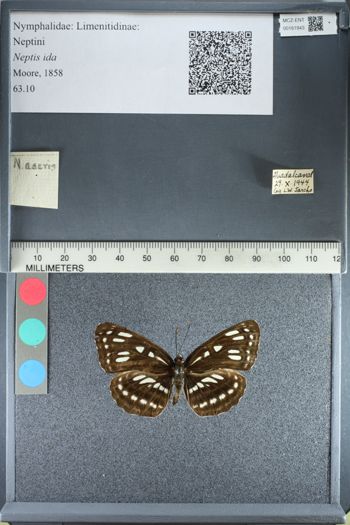 Media type: image;   Entomology 161943